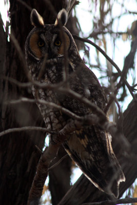 Long-eared Owl 2011-12-08