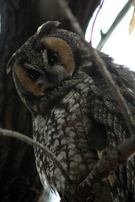 Long-eared Owl 2011-12-08