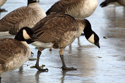 Cackling Goose 2012-01-31