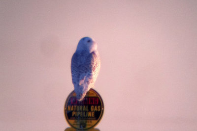 Snowy Owl 2012-01-08