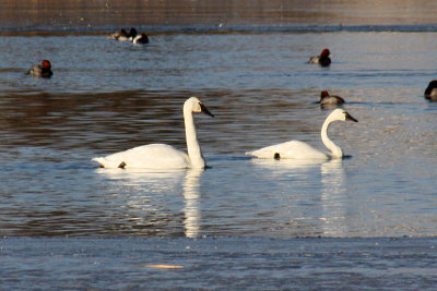 Trumpeter Swan and Tundra Swan 2012-01-01