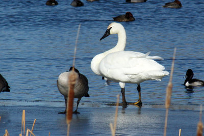 Trumpeter Swan 2012-01-08