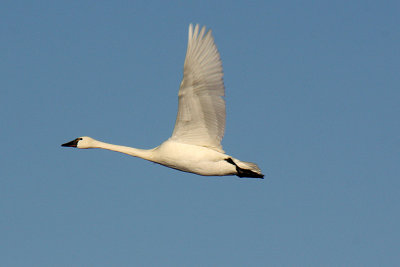 Tundra Swan 2012-01-01