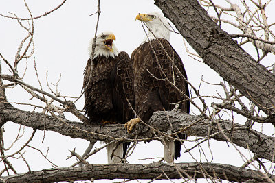 Bald Eagle 2012-02-28