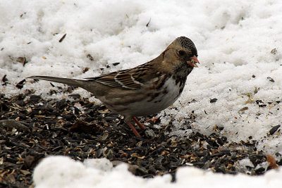 Harris's Sparrow 2012-02-07