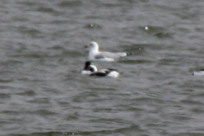 Long-tailed Duck 2012-02-02
