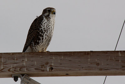 Prairie Falcon 2012-02-12