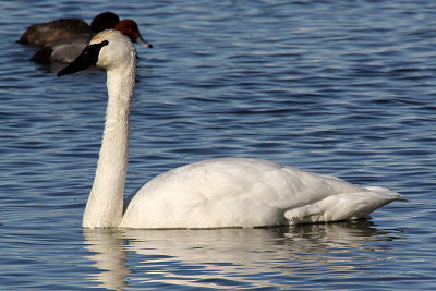 Trumpeter Swan 2012-02-09