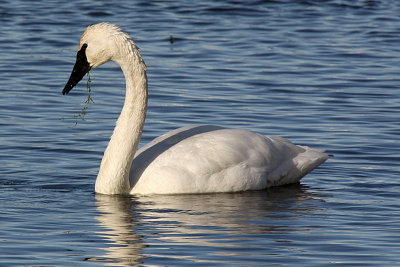Trumpeter Swan 2012-02-09