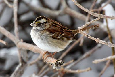 White-throated Sparrow 2012-02-11