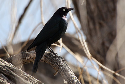 Brewer's Blackbird 2012-03-15