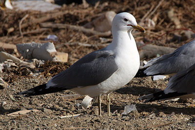 California Gull 2012-03-27