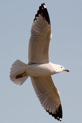 Ring-billed Gull 2012-03-27