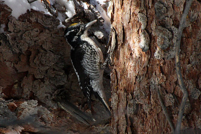 American Three-toed Woodpecker 2012-04-04