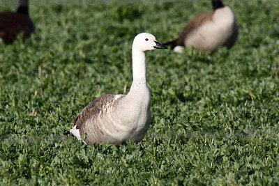 Canada Goose 2012-04-09