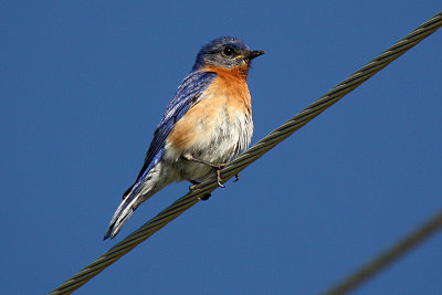 Eastern Bluebird 2012-04-22