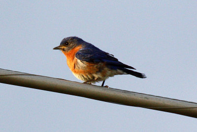 Eastern Bluebird 2012-04-30
