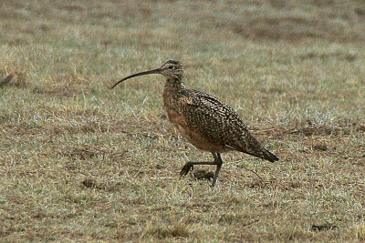 Long-billed Curlew 2012-04-11