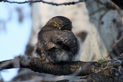 Northern Pygmy-Owl 2012-04-04