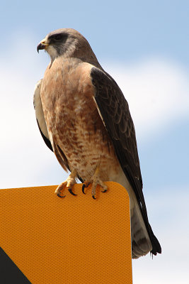 Swainson's Hawk 2012-04-18