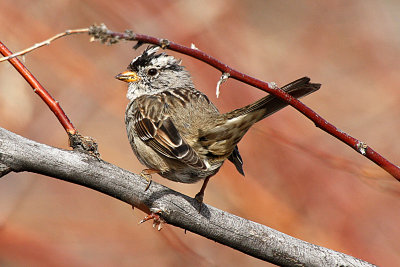 White-crowned Sparrow 2012-04-05
