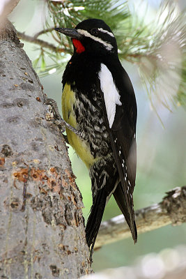 Williamson's Sapsucker 2012-04-24