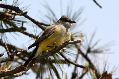Cassin's Kingbird 2012-05-13