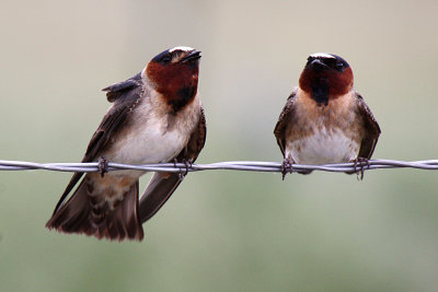 Cliff Swallow 2012-05-11