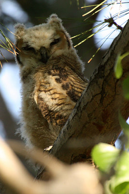 Great Horned Owl 2012-05-17