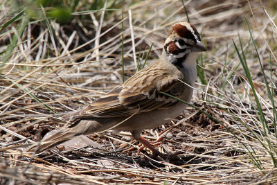 Lark Sparrow 2012-05-13