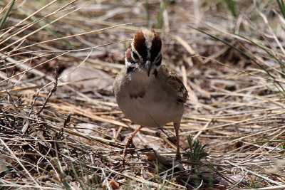 Lark Sparrow 2012-05-13