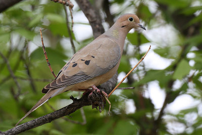 Mourning Dove 2012-05-01