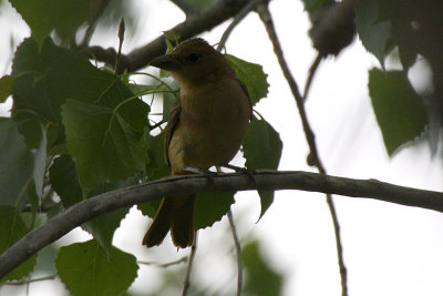 Summer Tanager 2012-05-16