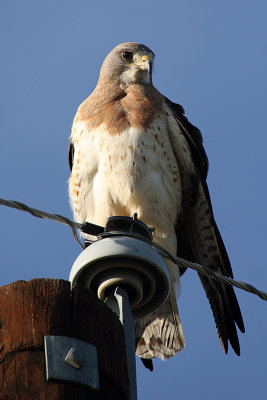 Swainson's Hawk 2012-05-09