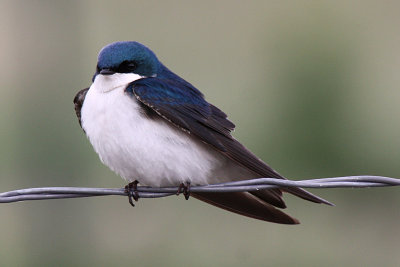 Tree Swallow 2012-05-11