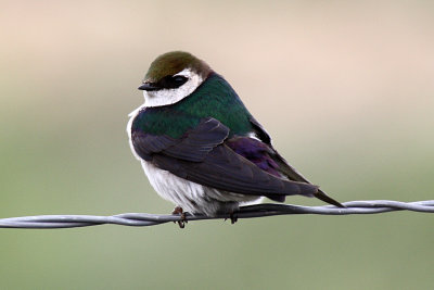 Violet-green Swallow 2012-05-11