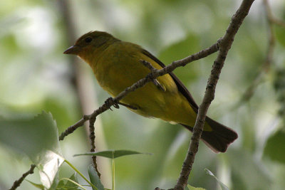 Western Tanager 2012-05-16