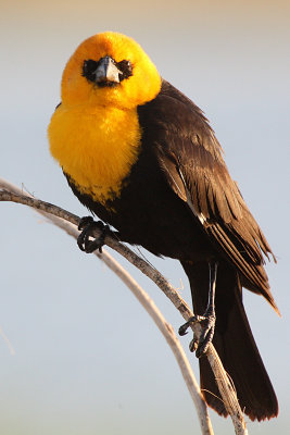 Yellow-headed Blackbird 2012-05-09