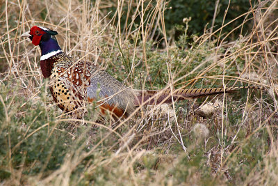 Ring-necked Pheasant 2012-06-02
