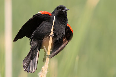 Red-winged Blackbird 2012-06-11