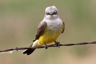 Western Kingbird 2012-06-02