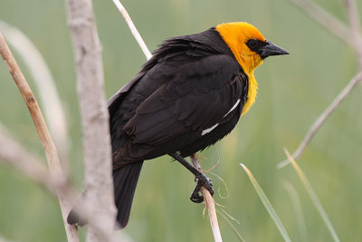 Yellow-headed Blackbird 2012-06-02