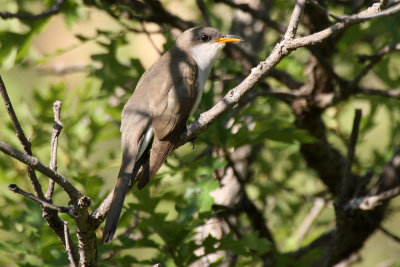 Yellow-billed Cuckoo 2012-07-11