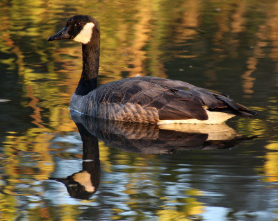 Canada Goose 2012-09-29