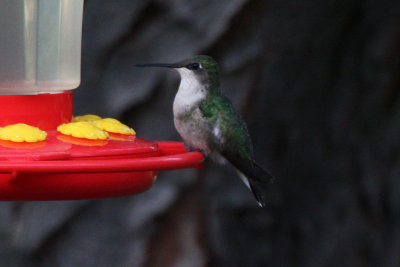 Ruby-throated Hummingbird 2012-09-13