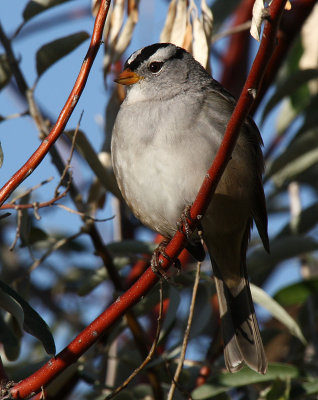 White-crowned Sparrow 2012-09-29