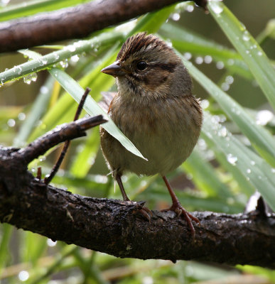 Swamp Sparrow 2012-10-07