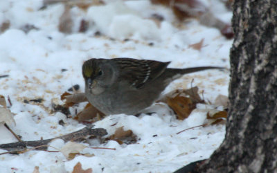 Golden-crowned Sparrow 2012-11-12
