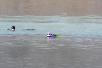 Long-tailed Duck 2012-11-16