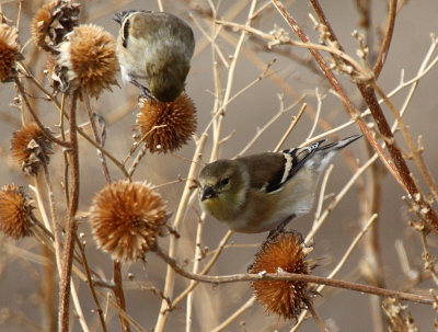 American Goldfinch 2012-12-18